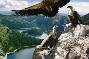 Beloglavi supovi - TO Zapadna Srbija