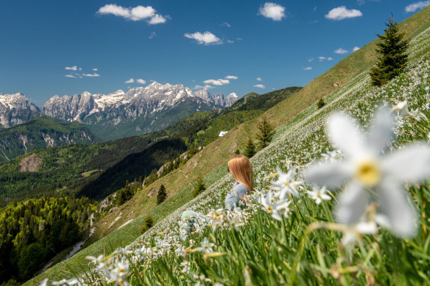 BAJKOVITA SLOVENIJA | Golica kraljica narcisa | Kanjon Vintagar - Bledsko jezero | 22-24.5. | 5-7.6.