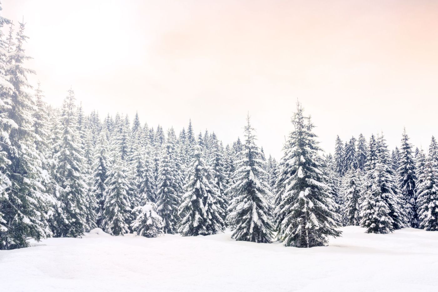 TARA BELI BOR I VIŠEGRAD | NOVA GODINA 2025. | DVOKREVETNE SOBE | 4 dana / 3 noći 